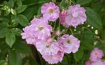 Apple Blossom rose photo