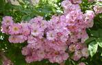 Apple Blossom rose photo