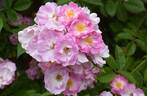 Apple Blossom rose photo