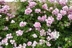 Apple Blossom rose photo