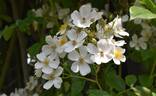 R. helenae rose photo
