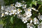 R. helenae rose photo
