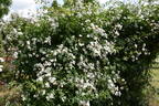 R. wichurana rose photo