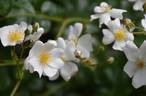 R. wichurana rose photo