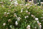 Ghislaine de Féligonde rose photo