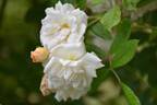 Ghislaine de Féligonde rose photo