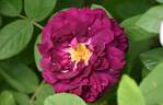 Tuscany Superb rose photo
