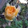 Bring Me Sunshine rose photo