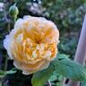 Bring Me Sunshine rose photo