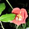 Havanna rose photo