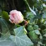 La Giralda rose photo