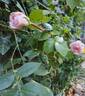 La Giralda rose photo