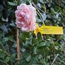 La Giralda rose photo