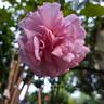 Rose Synactif by Shiseido rose photo