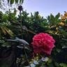 Audrey Fleurot rose photo