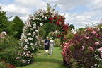 Peter Beales Roses nursery photo