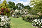 Peter Beales Roses nursery photo