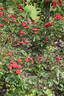 Orange Triumph rose photo