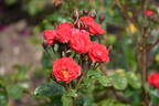 Orange Triumph rose photo