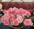 You're Beautiful rose photo