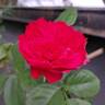 Ruban Rouge rose photo
