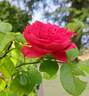 Ruban Rouge rose photo