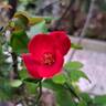 Zepeti rose photo