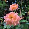 King Arthur ® rose photo