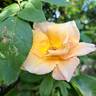 Paul Ricard ® rose photo