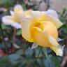 Michelangelo rose photo