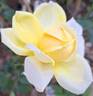 Michelangelo rose photo