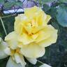 Sunsprite rose photo