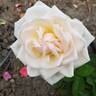 Chablis rose photo