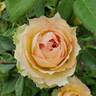 Euphoria rose photo