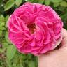 Raspberry Cupcake ™ rose photo