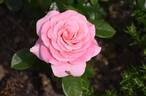 Tickled Pink rose photo