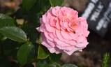 Tickled Pink rose photo