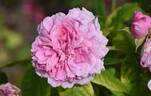 Comte de Chambord rose photo