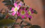 R. glauca rose photo