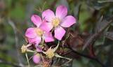 R. glauca rose photo