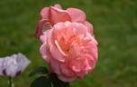 Elizabeth of Glamis ® rose photo