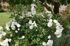 Prosperity rose photo