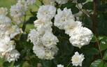 Prosperity rose photo