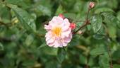 Cornelia rose photo