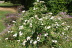 R. dupontii rose photo