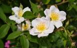 R. dupontii rose photo