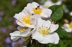 R. dupontii rose photo