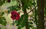 <i>Rosa moyesii</i> 'Geranium' rose photo