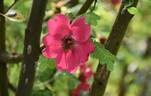 <i>Rosa moyesii</i> 'Geranium' rose photo