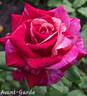 Avant-Garde rose photo